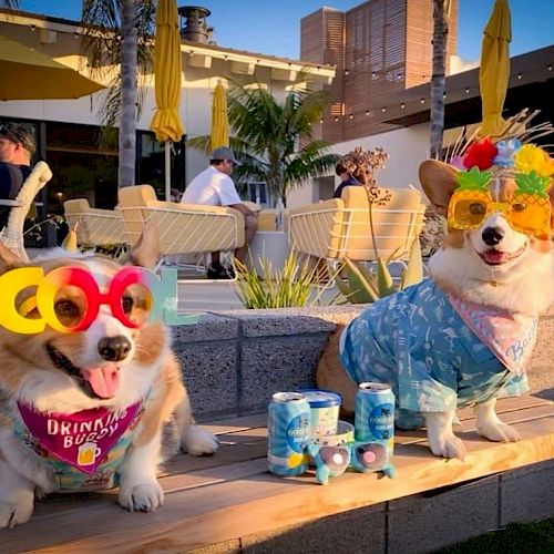 Two corgis dressed festively with colorful sunglasses and accessories are sitting on a ledge with drinks nearby in a lively outdoor setting.